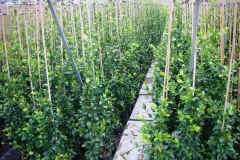 Rhyncospermum jasminoides 